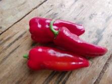 Paprika Spitzpaprika rot