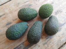 Avocado Hass lose