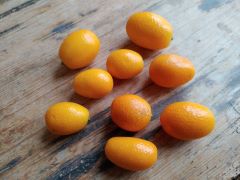 Kumquats