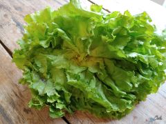Salat Endivien regional