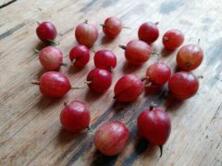 250g Stachelbeeren rot