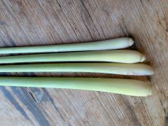 Kr&auml;uter Zitronengras Bund