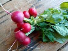 Radieschen Bund regional