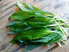 Kr&auml;uter B&auml;rlauch lose regional