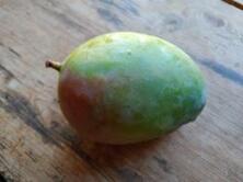 Mango Keitt