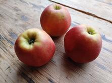 Apfel Jonagold