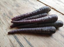 M&ouml;hren violett Purpurne Paula