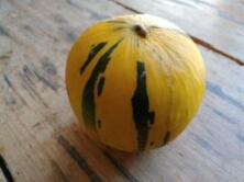 Honigmelone Thrakis samenfest