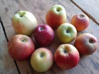 &Auml;pfel, verschiedene Sorten