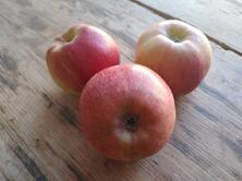 Apfel Santana