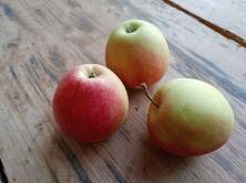Apfel Pinova