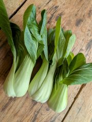 Mini Pak Choi