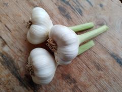 Knoblauch frisch regional