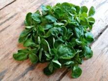 Salat Feldsalat regional