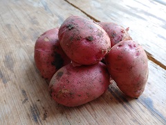 Kartoffel Laura vorw. festkochend