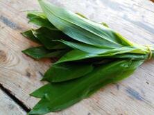 Kr&auml;uter B&auml;rlauch Bund