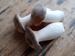 Pilze Kr&auml;uterseitlinge