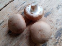 Pilze Steinchampignons