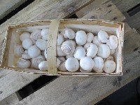 1kg Pilze Champignons wei&szlig;