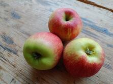 Apfel Sissired -Neue Ernte-