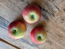 Apfel Discovery -Neue Ernte-