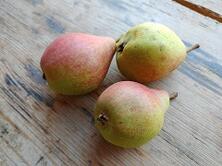 Birne Clapps Liebling -Neue Ernte-