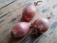 Zwiebeln Schalotten regional