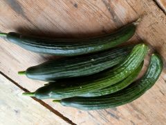 Gurken krumm regional