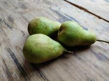 Birne Guyot - Neue Ernte -