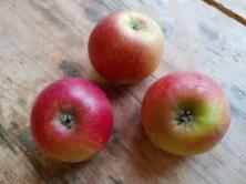Apfel Ingrid Marie