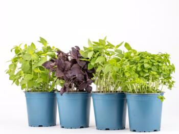 Basilikum-Mix im Topf 4 Sorten je 2x