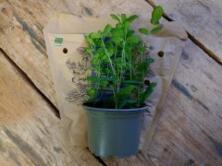 Topfkr&auml;uter Minze samenfest