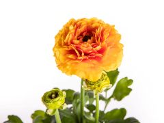 Ranunkel (Ranunculus)