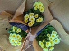 Schl&uuml;sselblume (Primula veris)