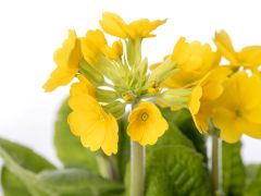Schl&uuml;sselblume (Primula veris)