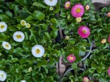 G&auml;nsebl&uuml;mchen (Bellis perennis)