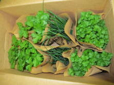 Topfkr&auml;uter Klassischer Mix