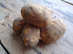 Kartoffel Polly mehlig kochend