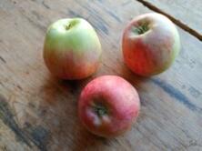 Apfel Piros -Neue Ernte -