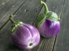 Jungpflanze Freiland Aubergine Lea
