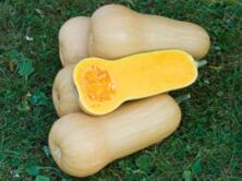 Jungpflanze K&uuml;rbis Butternut