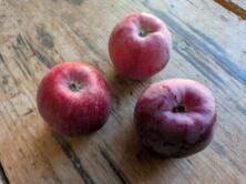 Apfel Purpurroter Cousinot