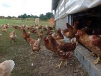 10er Frische H&uuml;hnermobil-Eier M/L