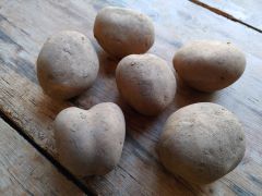 Kartoffel Glorietta festkochend