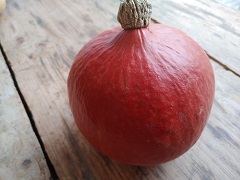 K&uuml;rbis Hokkaido rot