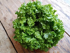 Salat Batavia gr&uuml;n regional