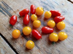 Tomaten Cherrytomaten regional
