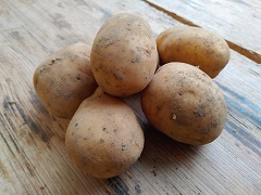 Kartoffel Soraya vorw. festkochend