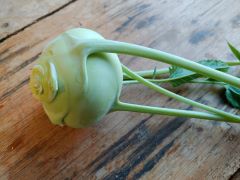 Kohlrabi regional