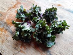 Flower Sprouts regional